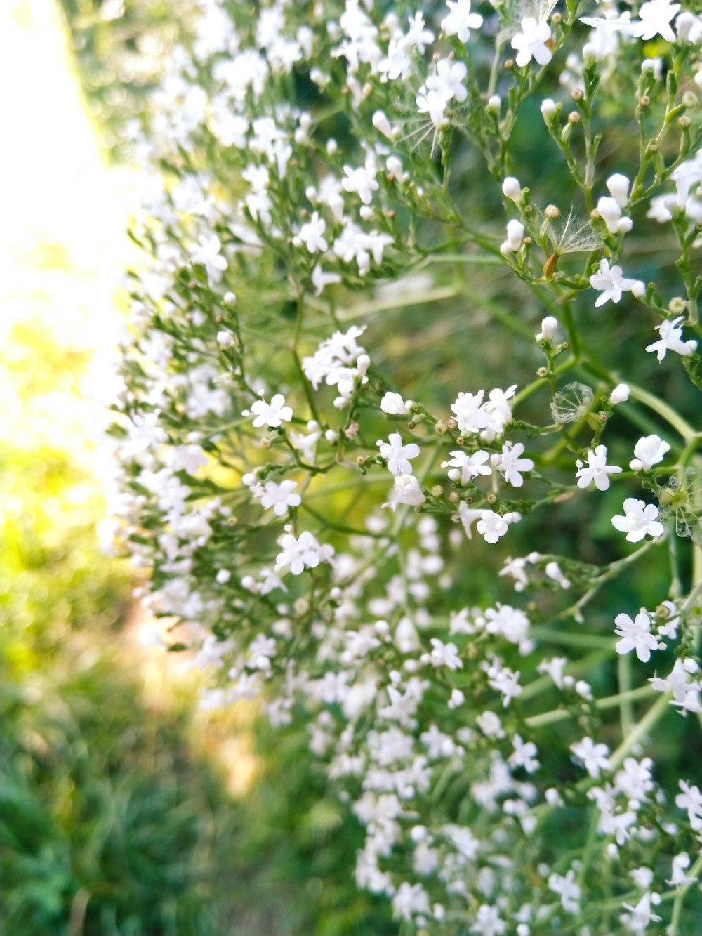 white flowers in tilt shift lens