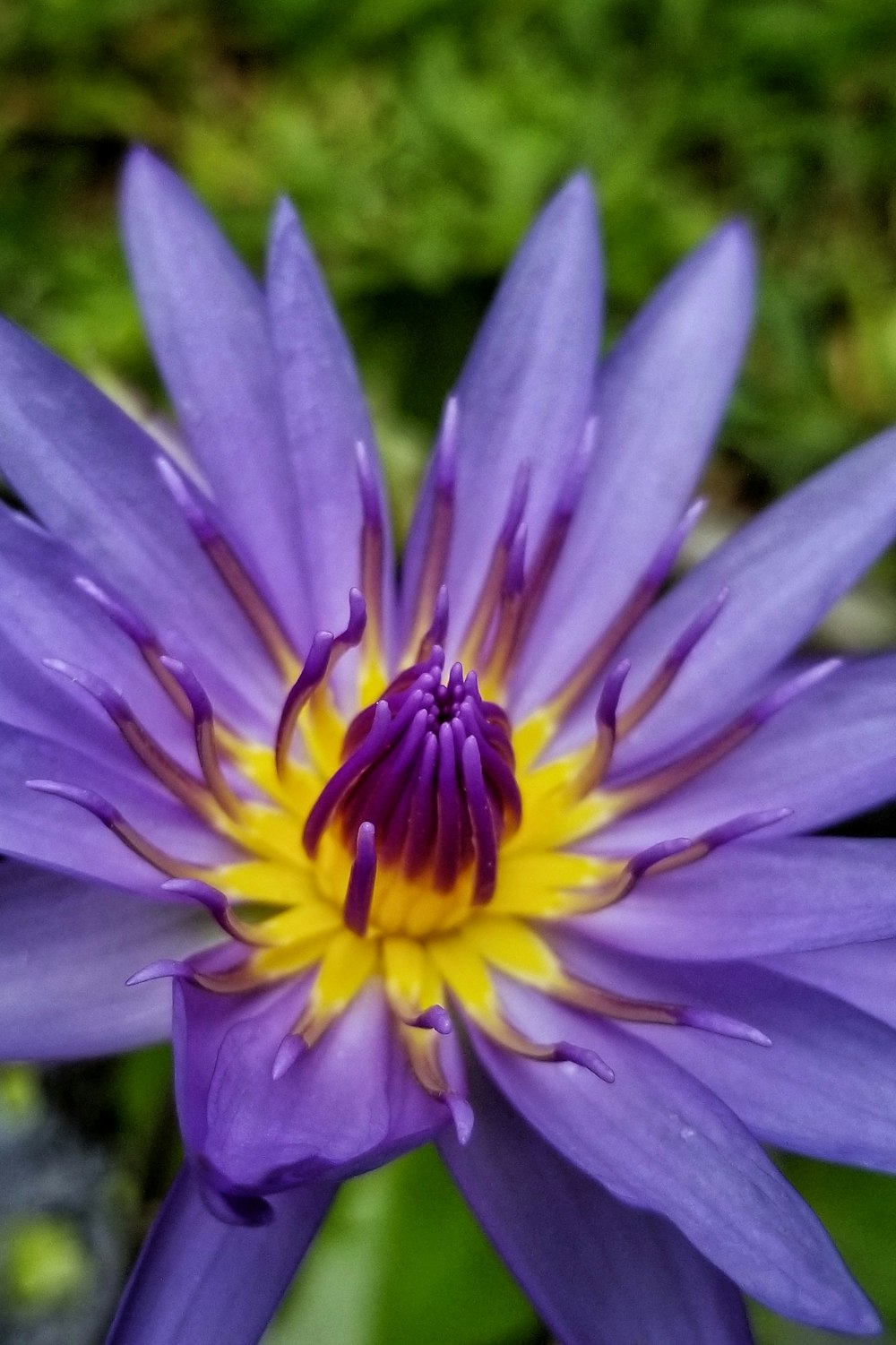 purple and yellow flower in macro shot