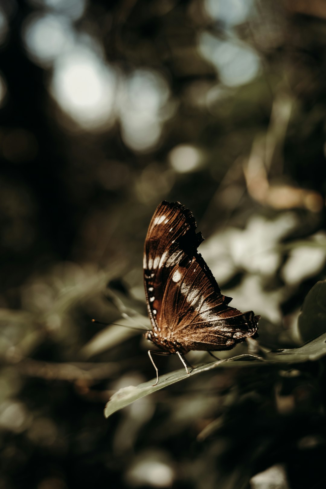 brown and black butterfly on white flower