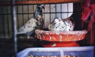 A speckled pigeon is resting in a clay dish within a cage. Another pigeon stands in the background, partially obscured by the bars of the cage. The foreground contains a blurred view of a feeding tray.