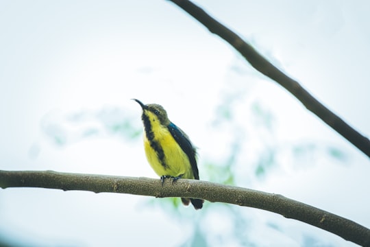 yellow and black bird on brown tree branch in Gandhinagar India