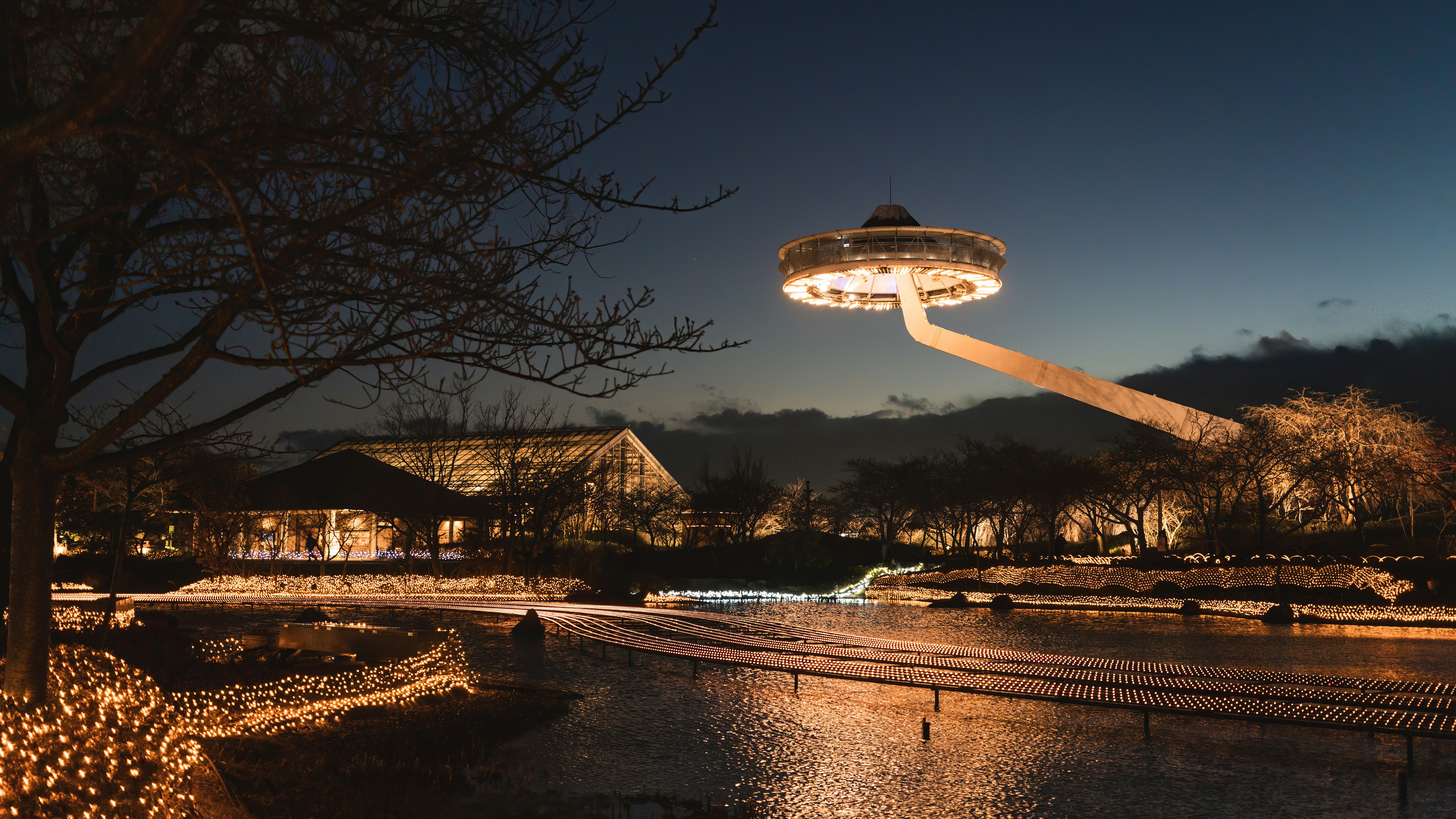 bare trees near body of water during night time