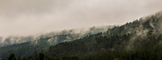 green trees on mountain under white clouds during daytime in Isaacs Australia