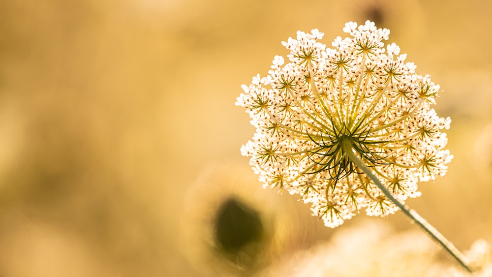 white dandelion in close up photography