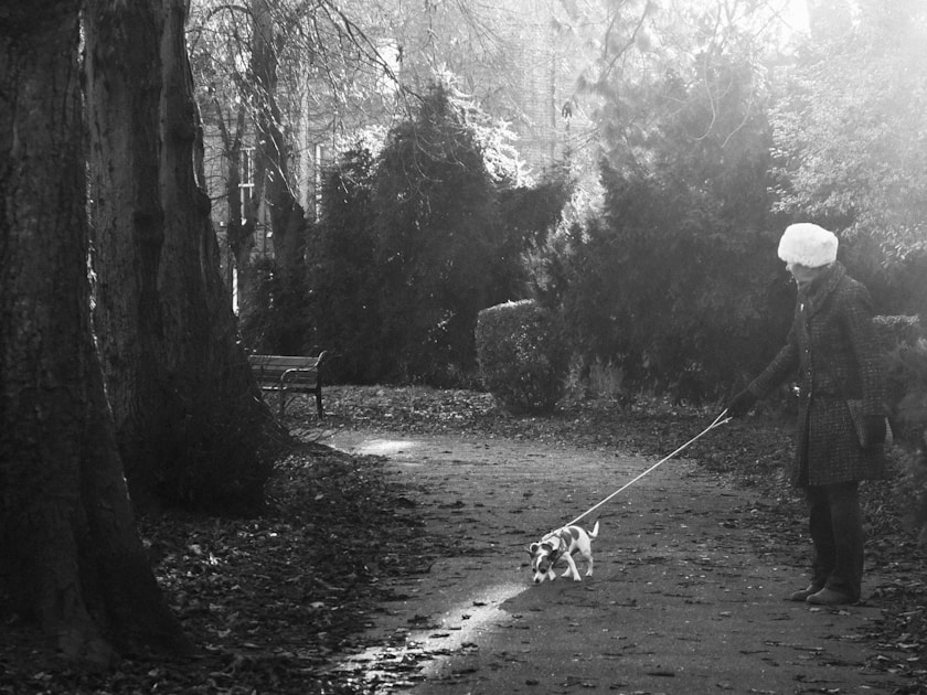 Positive verstaerkung hundeerziehung — step-by-step visual example