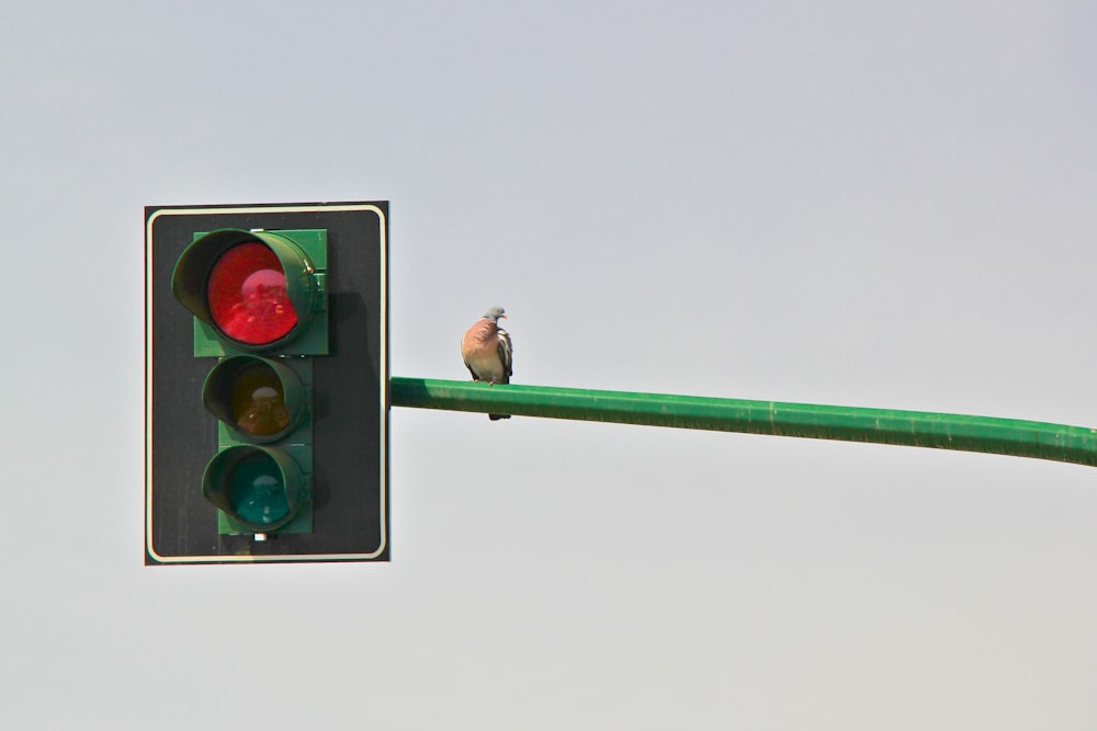 man in green shirt and black pants standing on traffic light