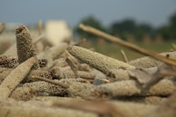 A close-up view of clusters of millet arranged on the ground. The millet ears are dry, with rounded grains tightly packed together, and slender stalks among them. The background shows a blurred agricultural field under a blue sky.
