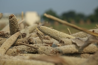 A close-up view of clusters of millet arranged on the ground. The millet ears are dry, with rounded grains tightly packed together, and slender stalks among them. The background shows a blurred agricultural field under a blue sky.