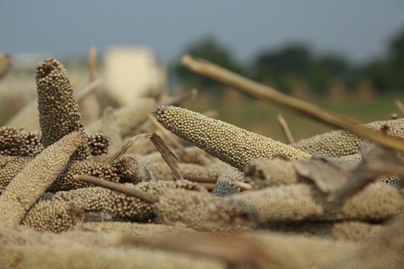 Photo-realistic image of Indian farmers harvesting millet in a sun-drenched field.