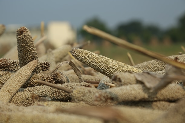 A close-up view of clusters of millet arranged on the ground. The millet ears are dry, with rounded grains tightly packed together, and slender stalks among them. The background shows a blurred agricultural field under a blue sky.