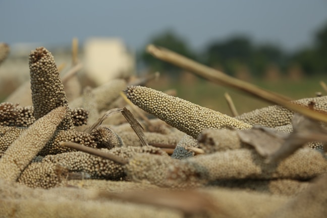 A variety of grains including ragi and foxtail millet in natural settings.