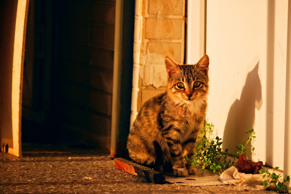 brown tabby cat sitting on brown concrete floor