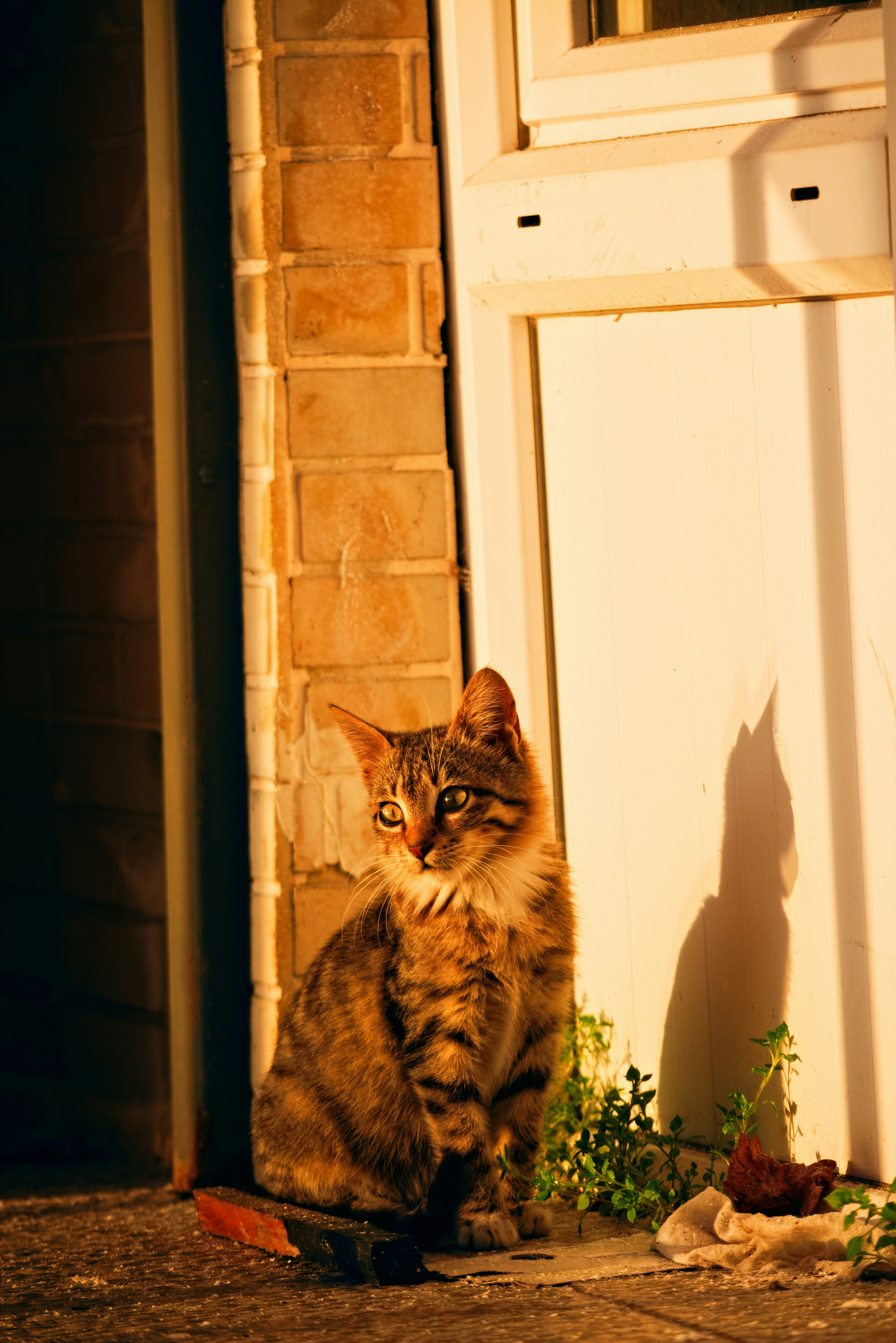 Tabby Cat facing sunset