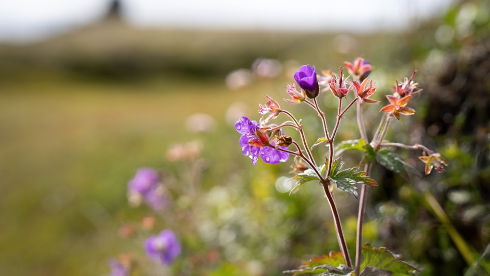 purple flower in tilt shift lens