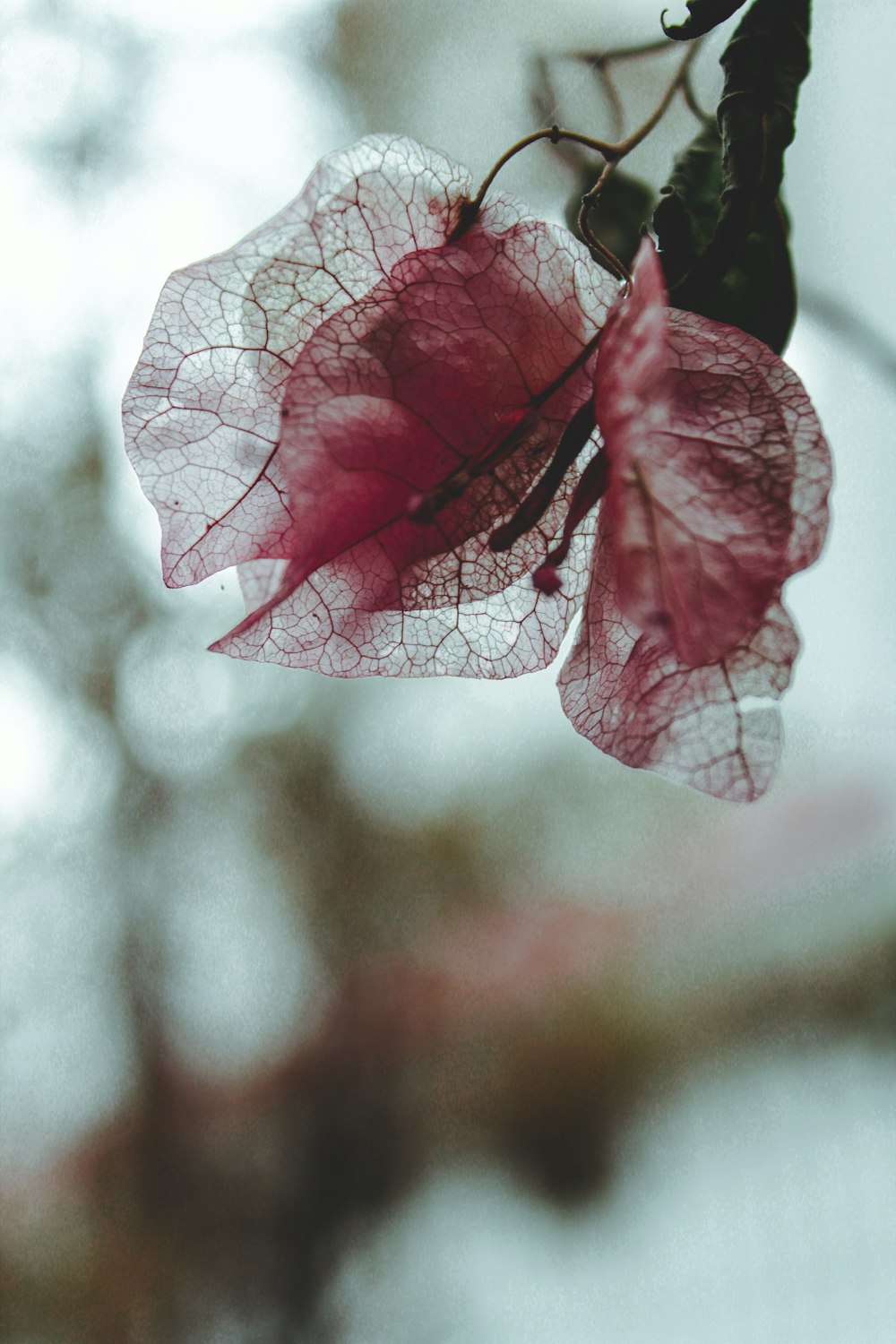 보라색 잎 클로즈업 사진