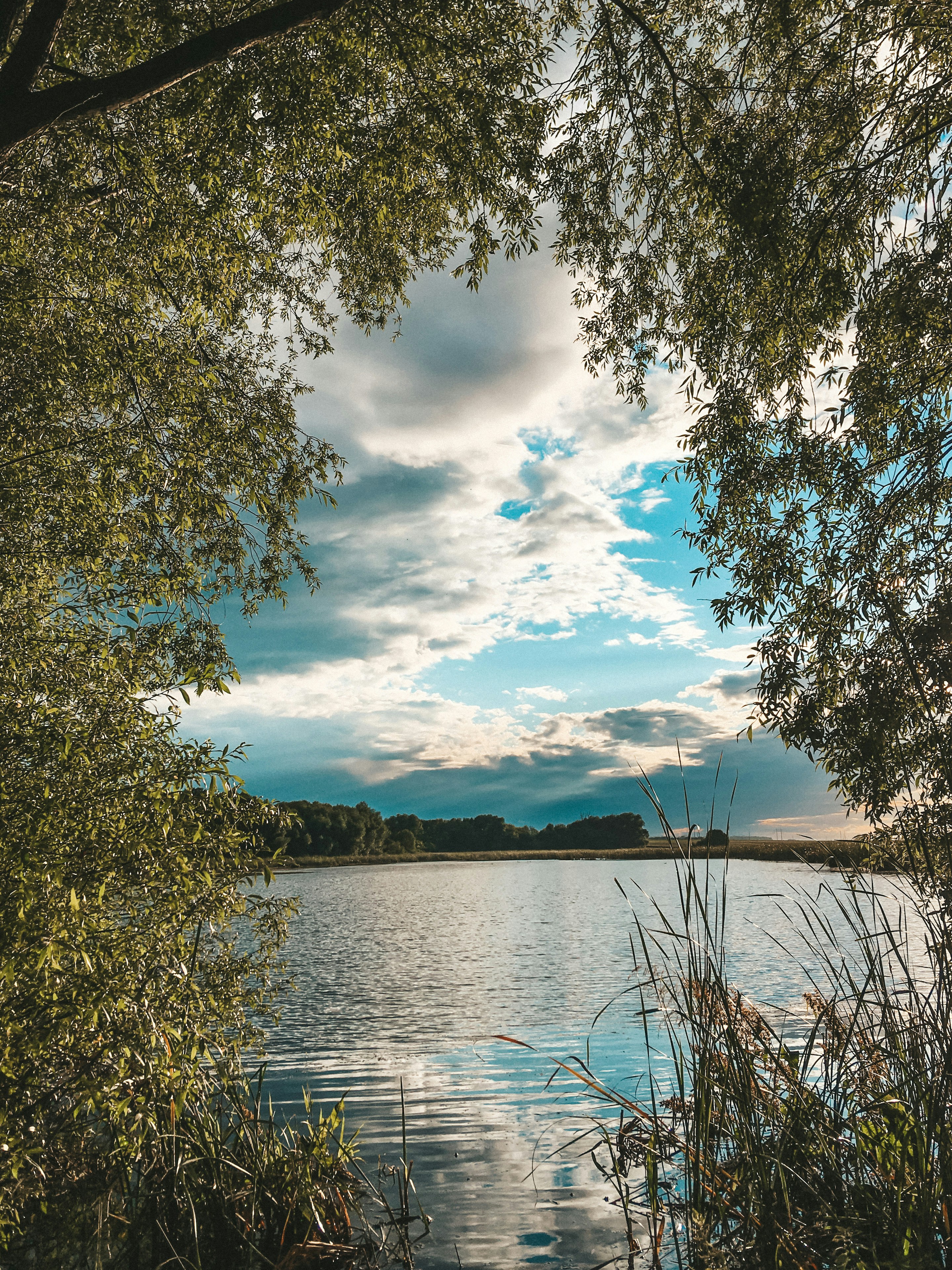green trees beside body of water under blue and white cloudy sky during daytime