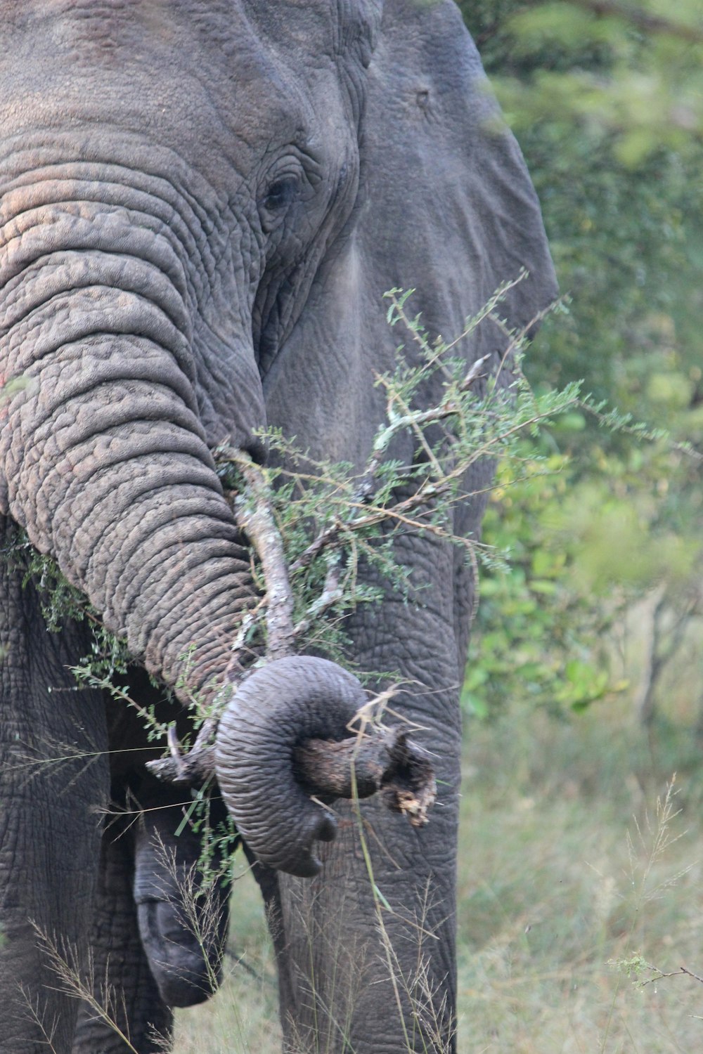 elephant eating grass during daytime
