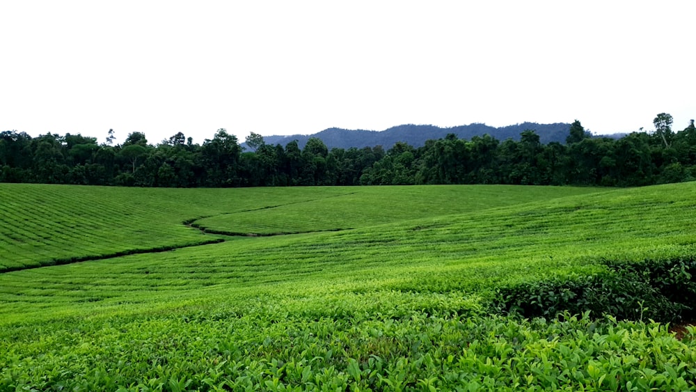 green grass field during daytime