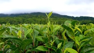 A lush green tea plantation with rows of tea plants. In the background, there is a forested hillside partially covered by low-hanging clouds, creating a serene and misty atmosphere. The leaves of the tea plants are fresh and vibrant.