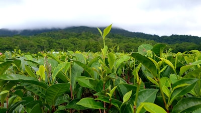 A lush green tea plantation with rows of tea plants. In the background, there is a forested hillside partially covered by low-hanging clouds, creating a serene and misty atmosphere. The leaves of the tea plants are fresh and vibrant.