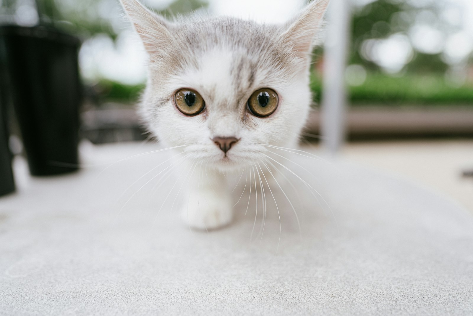 Sony FE 20mm F1.8G sample photo. White cat on white photography