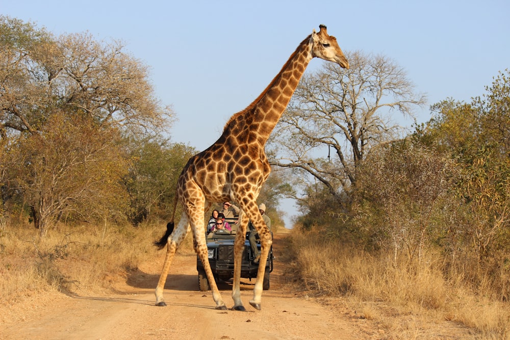 giraffe standing on brown dirt during daytime