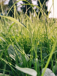 green grass with water droplets