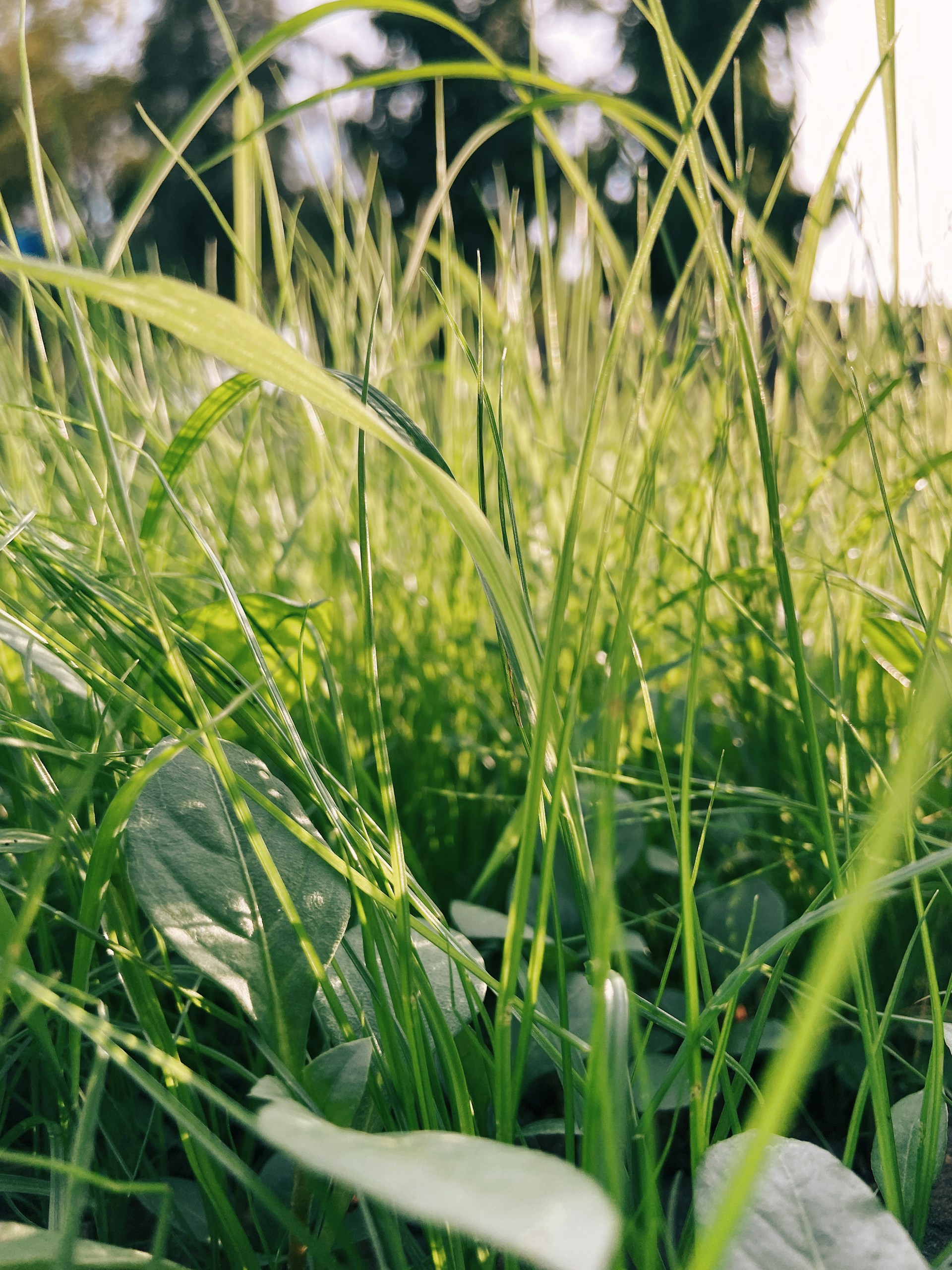 green grass with water droplets