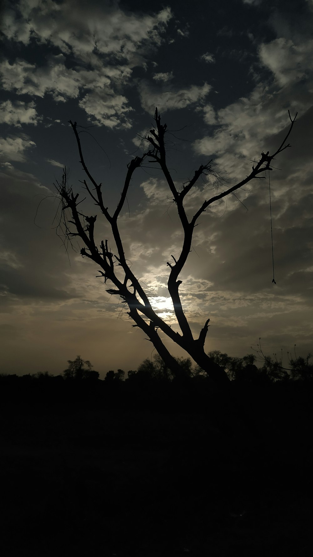 leafless tree under gray clouds