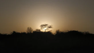 A towering golden tree with sprawling branches glowing softly against a twilight sky.