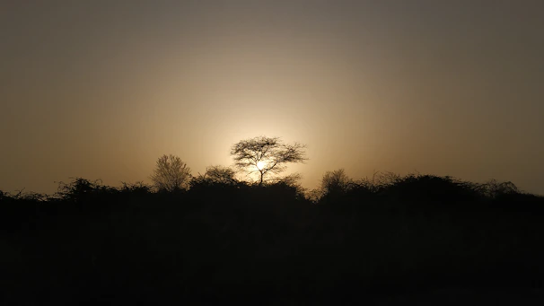 A towering golden tree with sprawling branches glowing softly against a twilight sky.