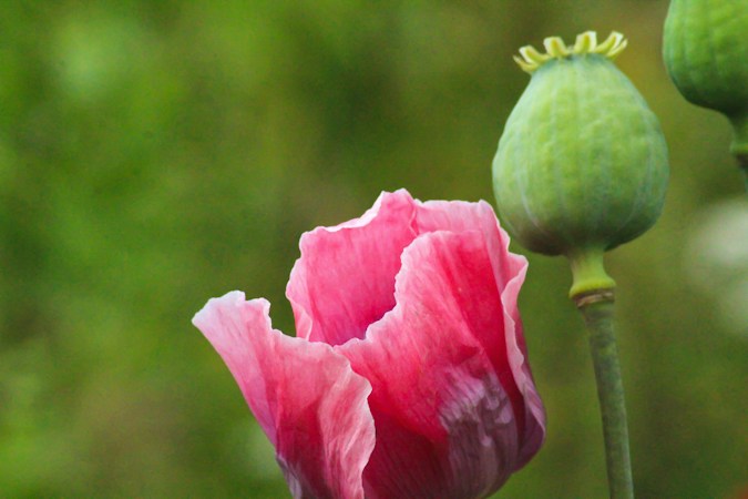Exploring the Benefits of Podbloom