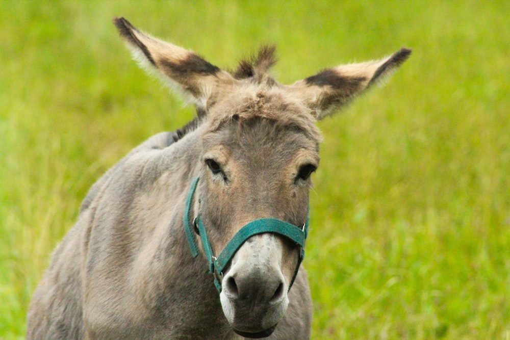 gray horse on green grass field during daytime