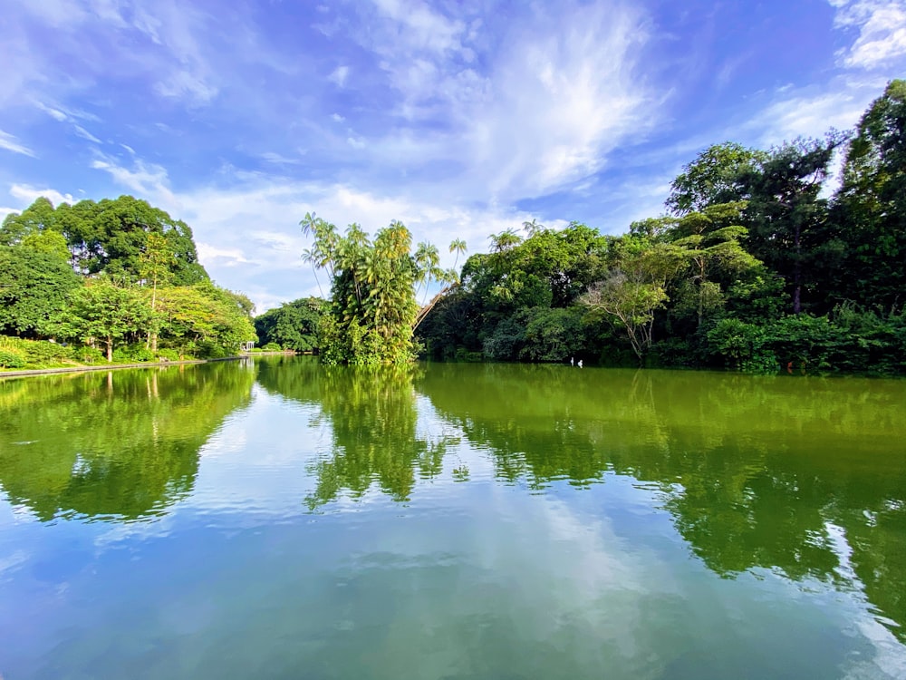 green trees beside river under blue sky during daytime