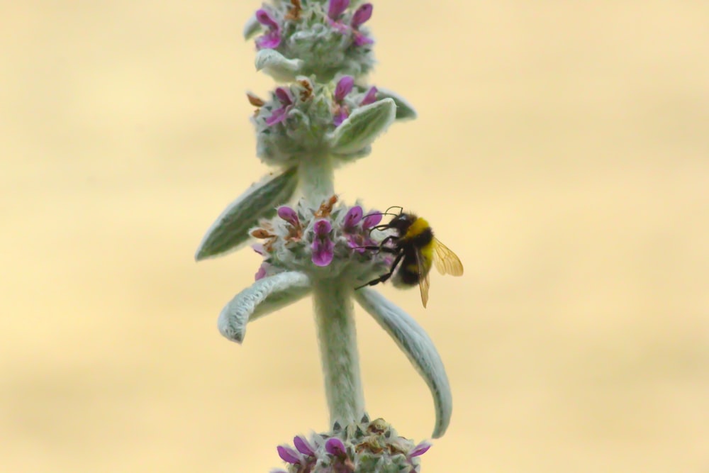 black and yellow bee on pink flower