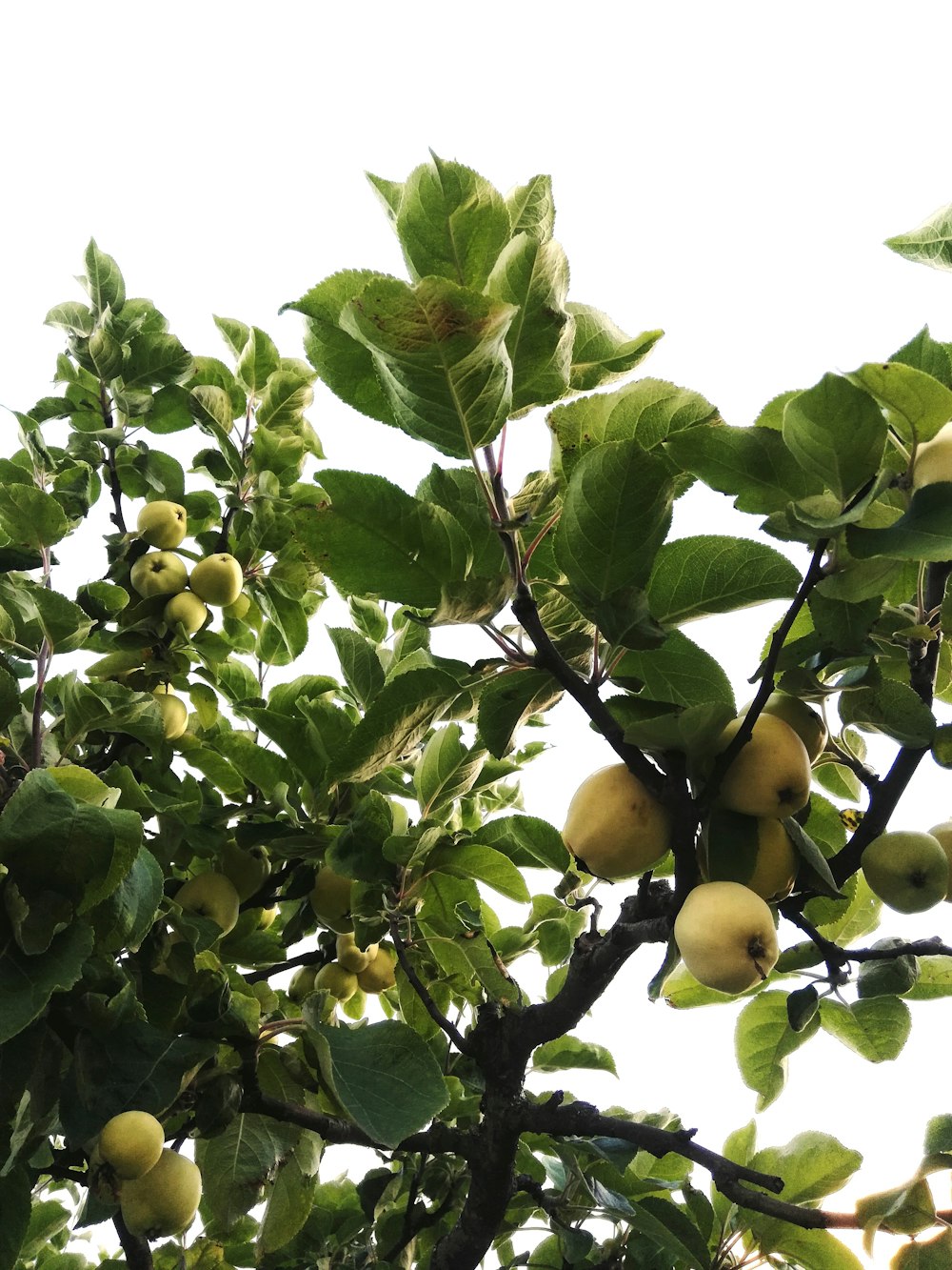 yellow round fruits on tree during daytime