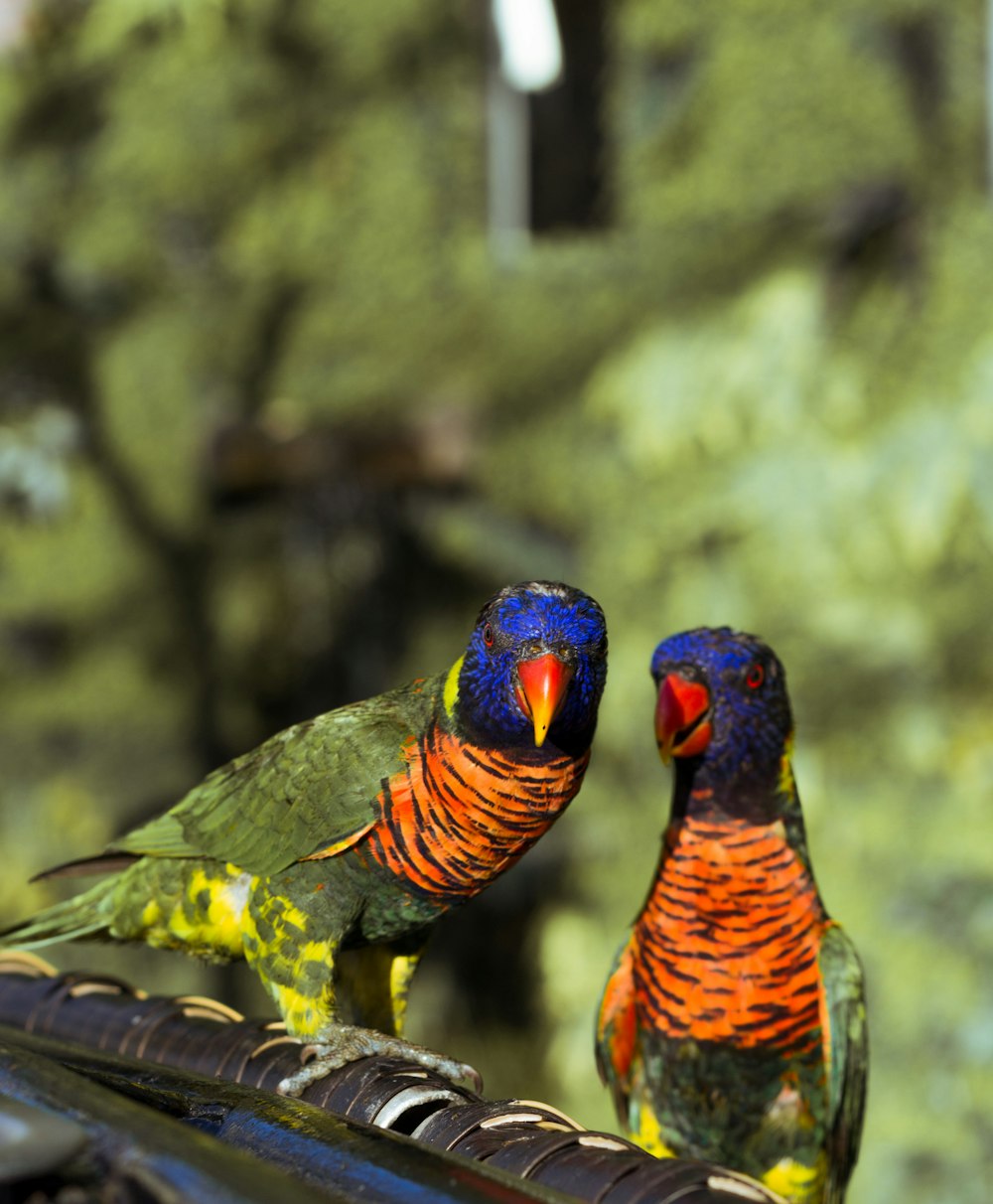 blue green and orange bird