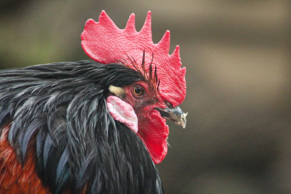 black and red rooster head