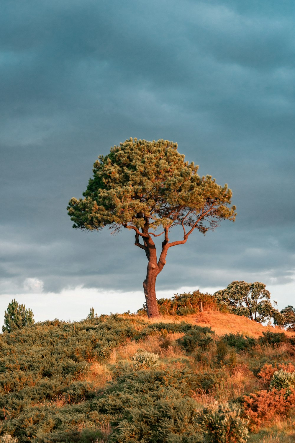 green tree on brown grass field under cloudy sky during daytime