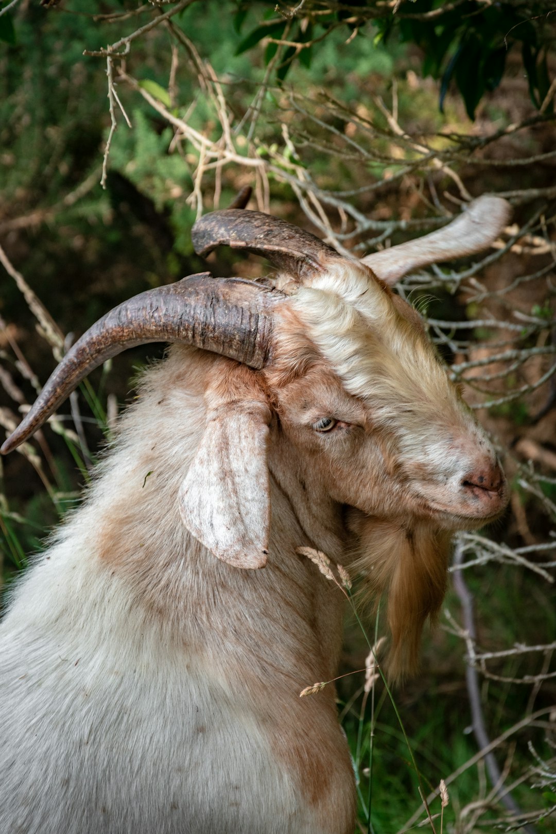 brown and white goat on brown tree branch during daytime