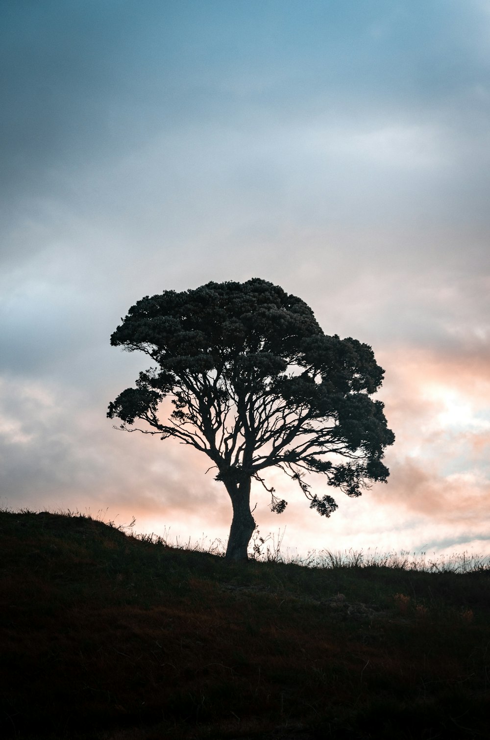 leafless tree on grass field under cloudy sky during daytime