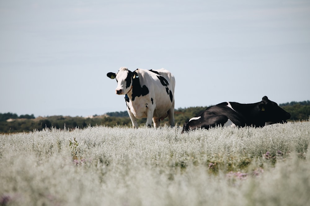 black and white cow on green grass field during daytime