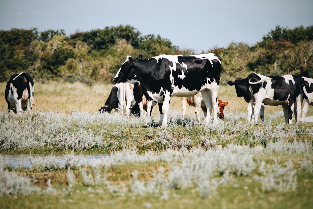 낮 동안 푸른 잔디밭에 있는 흰색과 검은색 소