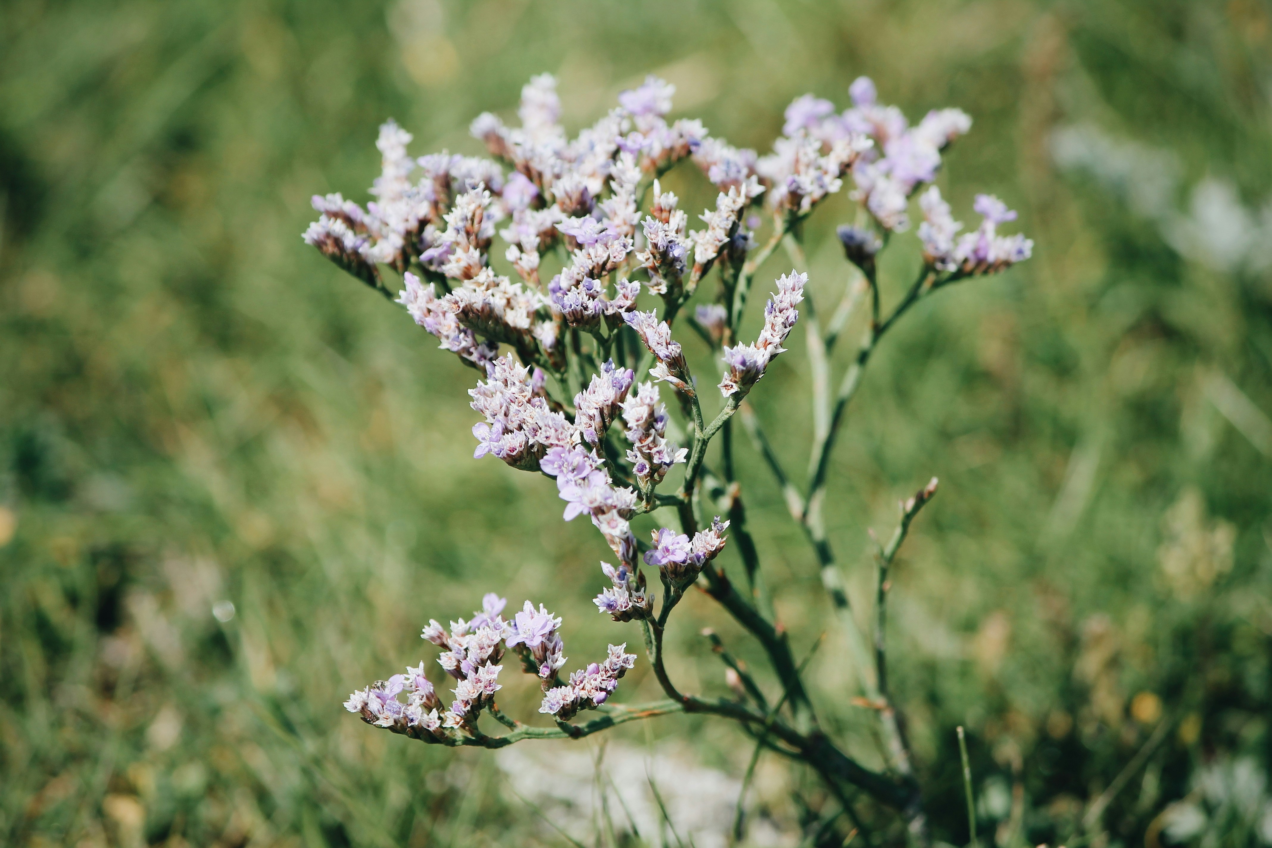 fleurs blanches dans une lentille à bascule