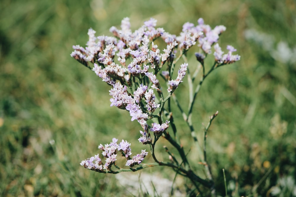 white flowers in tilt shift lens