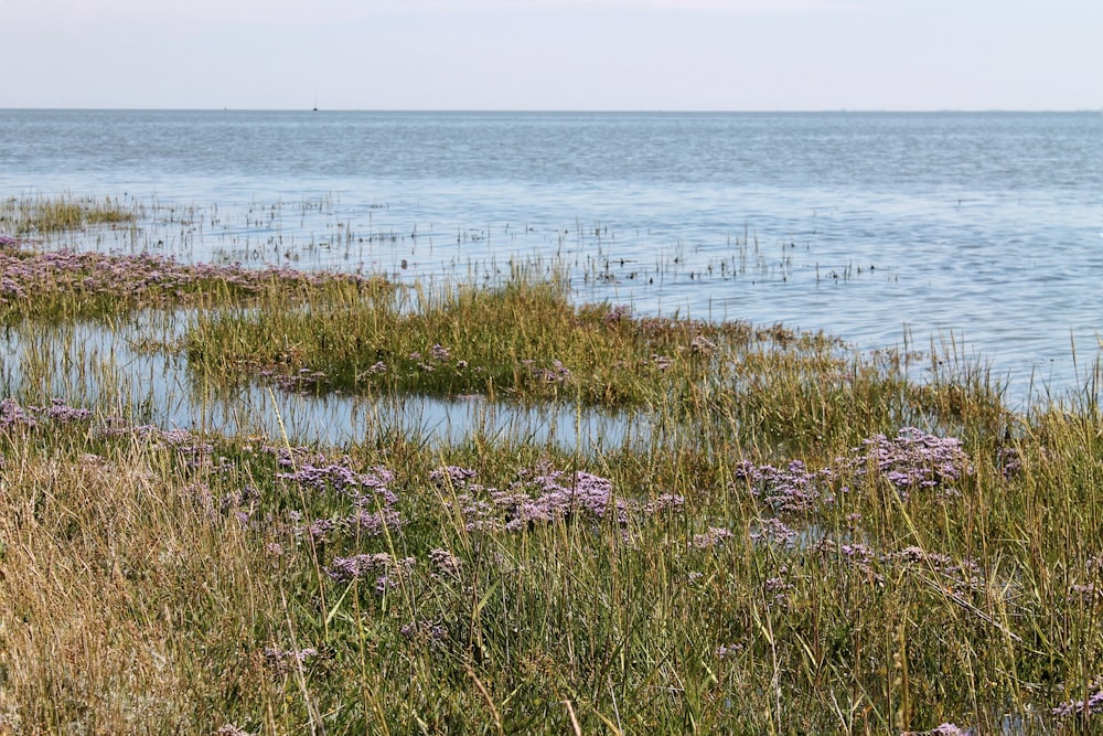 green grass near body of water during daytime