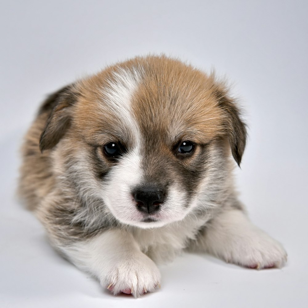 white and brown short coated puppy