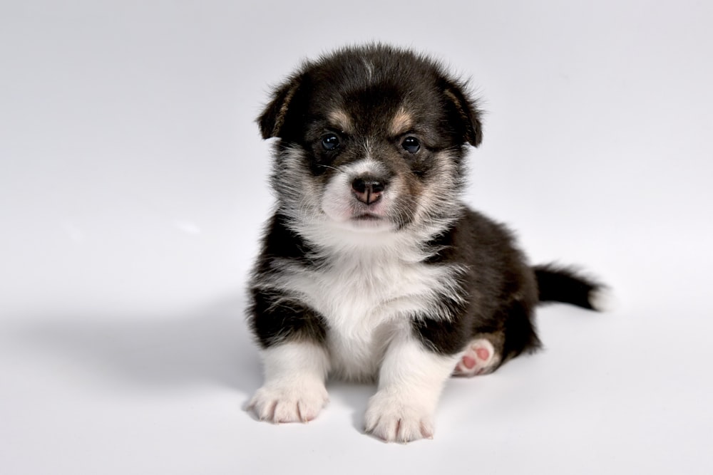 black and white short coated puppy