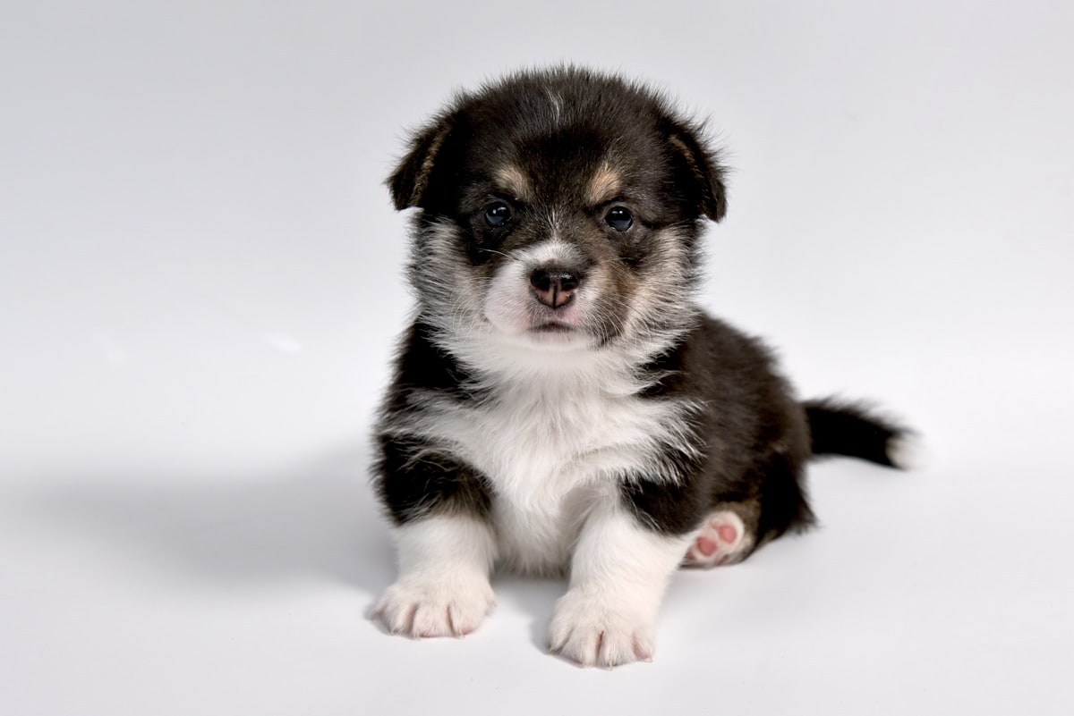 A puppy learning to sit during a training session