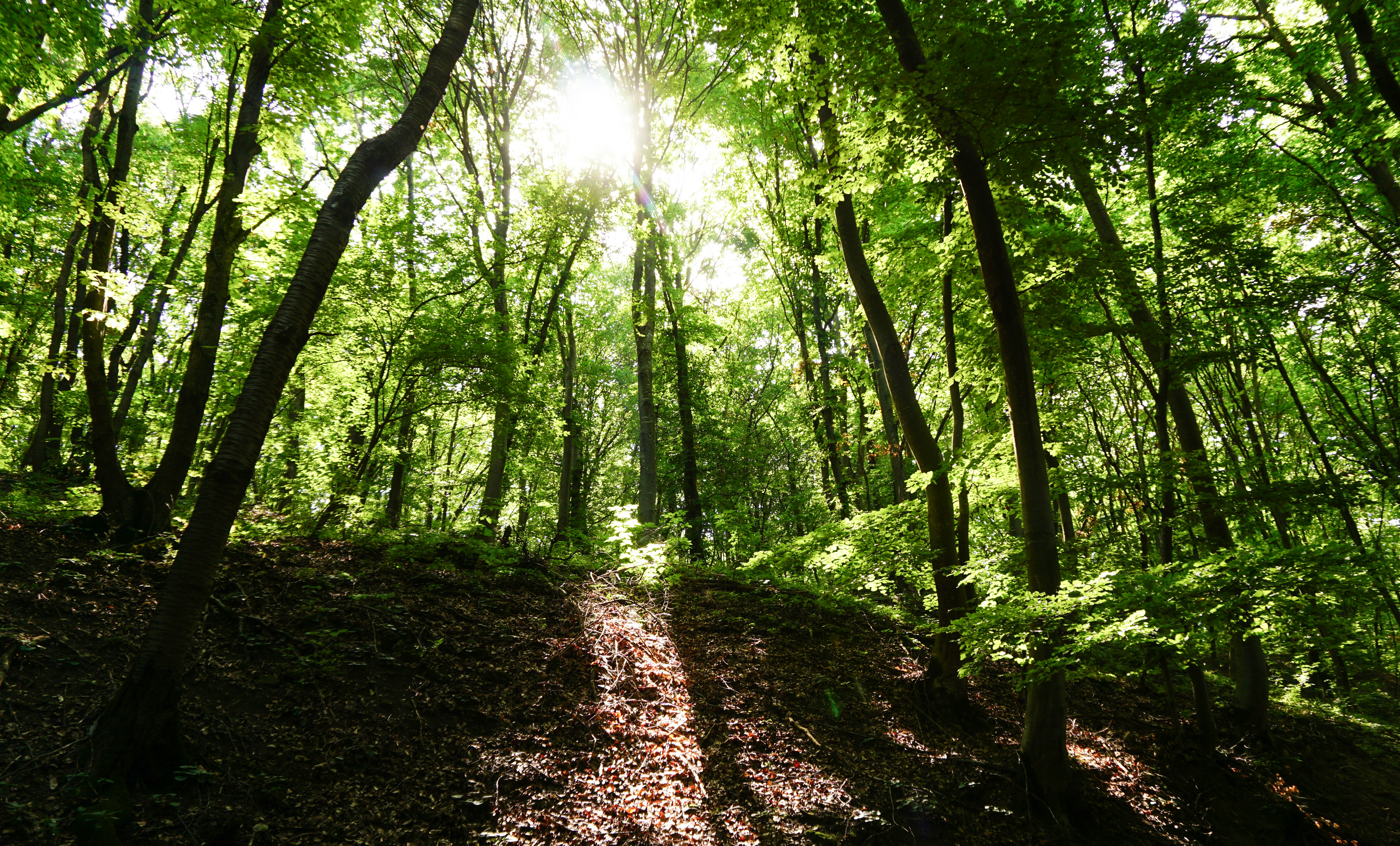 green trees on brown soil
